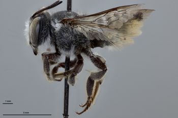 Media type: image;   Entomology 785760 Aspect: habitus lateral view
